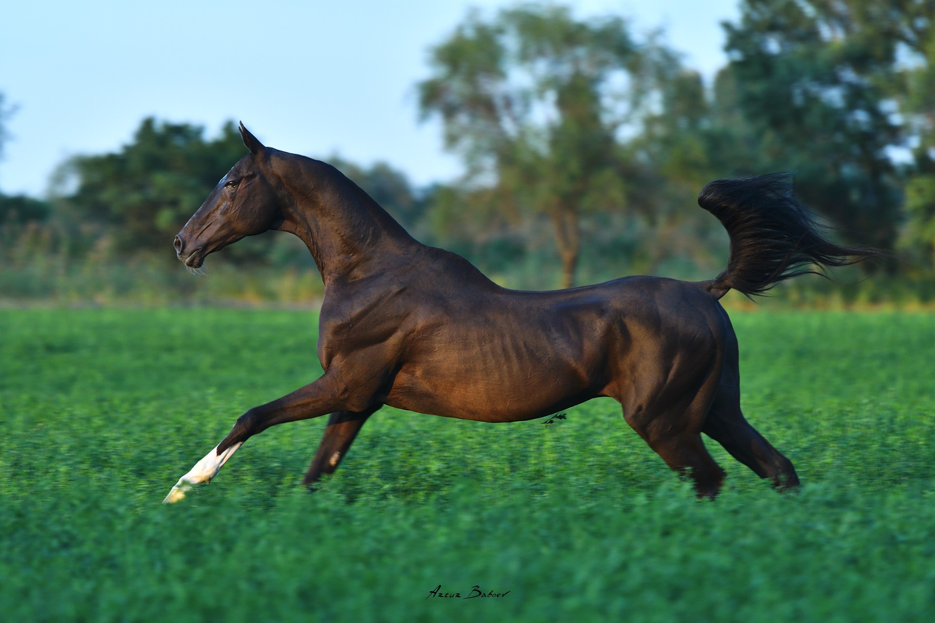 Akhal Teke Horses @Artur Baboev